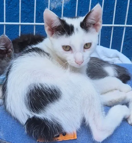 Gato raça SRD-ViraLata idade 2 a 6 meses nome GAEL LEONEL