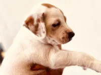 Cachorro raça SRD-ViraLata idade 2 a 6 meses nome Caramelo