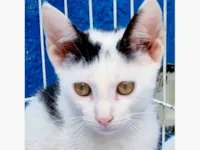 Gato raça SRD-ViraLata idade 2 a 6 meses nome GAEL LEONEL