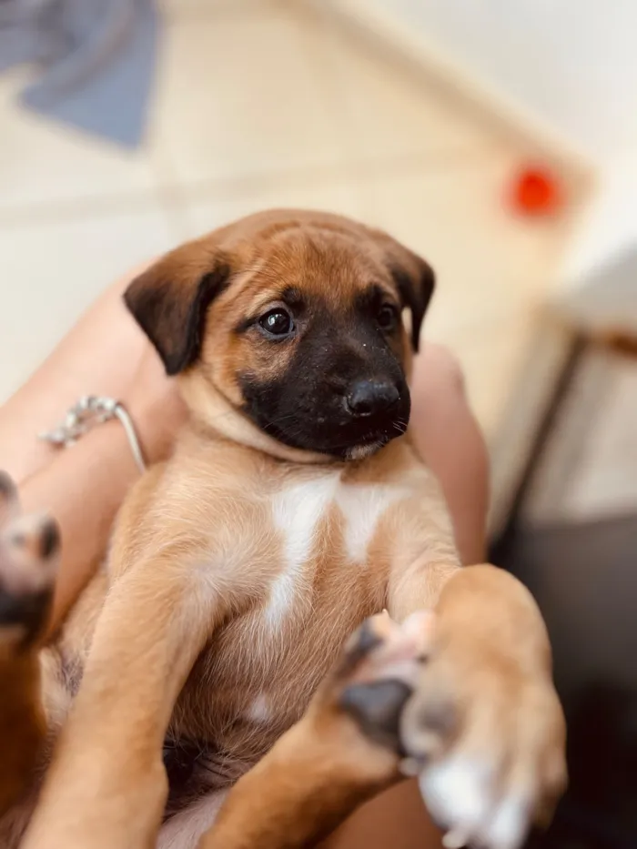 Cachorro raça SRD-ViraLata idade 2 a 6 meses nome Bily