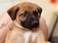 Cachorro raça SRD-ViraLata idade 2 a 6 meses nome Bily