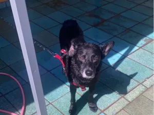 Cachorro raça SRD-ViraLata idade 6 ou mais anos nome Pipoca 
