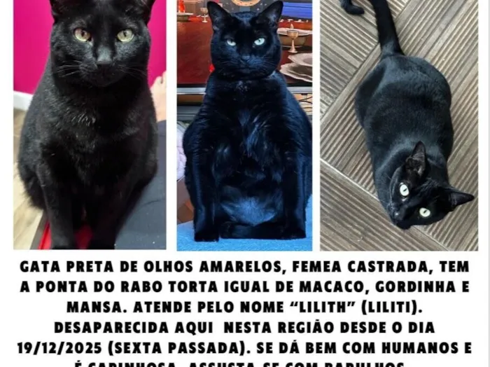 Gato raça SRD-ViraLata idade 4 anos nome Lilith