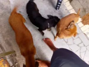 Cachorro raça SRD-ViraLata idade 4 anos nome Estark / Ágata / Caramelo 