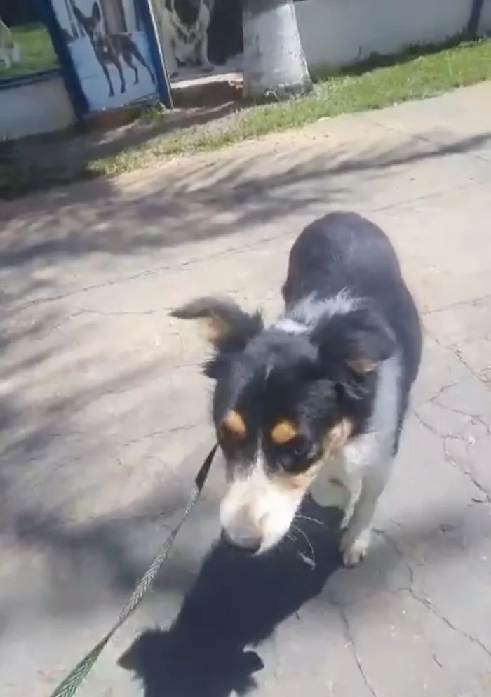 Cachorro raça SRD-ViraLata idade 2 anos nome Max