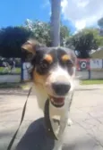 Cachorro raça SRD-ViraLata idade 2 anos nome Max