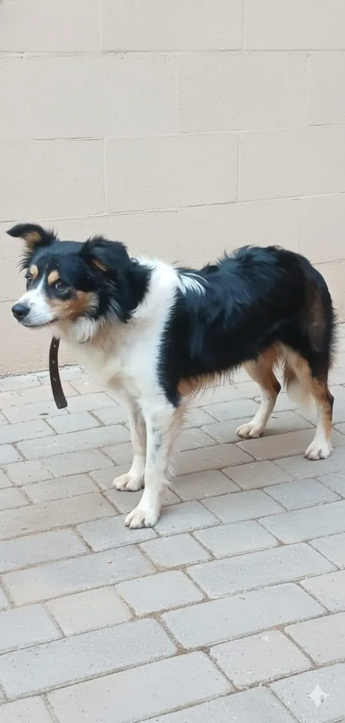 Cachorro raça SRD-ViraLata idade 2 anos nome Max