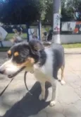 Cachorro raça SRD-ViraLata idade 2 anos nome Max