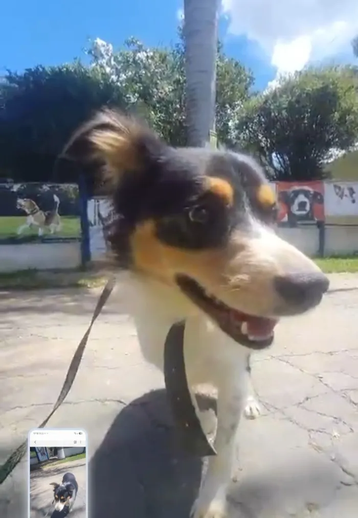 Cachorro raça SRD-ViraLata idade 2 anos nome Max