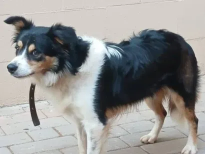 Cachorro raça SRD-ViraLata idade 2 anos nome Max