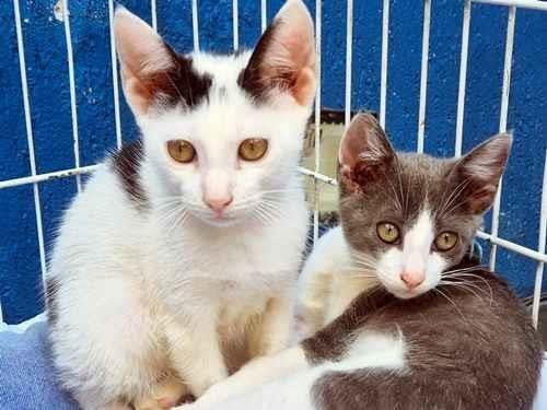 Gato raça SRD-ViraLata idade 2 a 6 meses nome GINO E GAEL