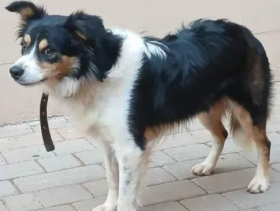 Cachorro raça SRD-ViraLata idade 2 anos nome Max