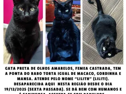 Gato raça SRD-ViraLata idade 4 anos nome Lilith
