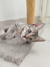 Gato raça SRD-ViraLata idade 2 a 6 meses nome Lulu