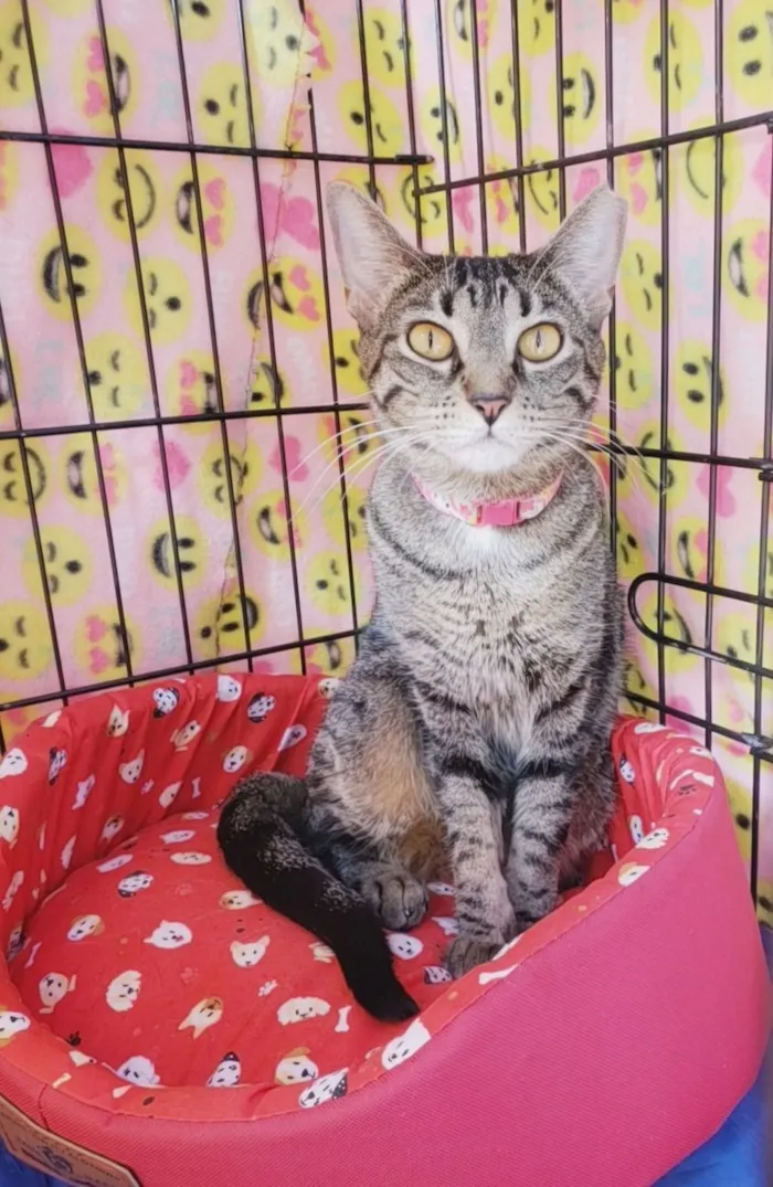 Gato raça SRD-ViraLata idade 3 anos nome Valentina