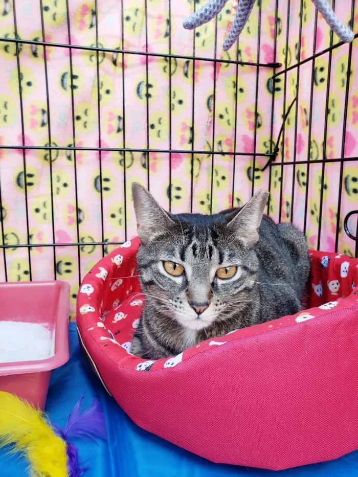 Gato raça SRD-ViraLata idade 3 anos nome Valentina