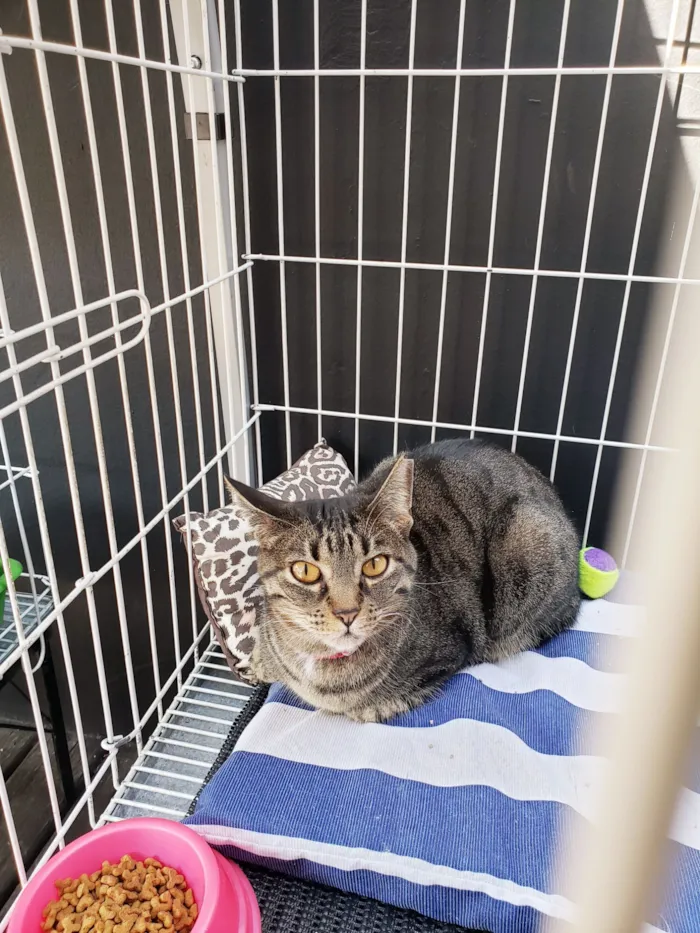 Gato raça SRD-ViraLata idade 3 anos nome Valentina