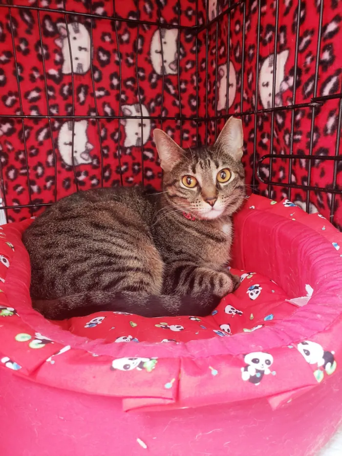 Gato raça SRD-ViraLata idade 3 anos nome Valentina