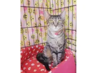 Gato raça SRD-ViraLata idade 3 anos nome Valentina