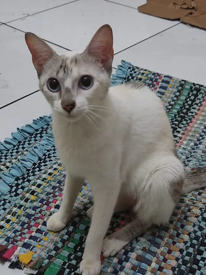 Gato raça SRD-ViraLata idade 1 ano nome Perola