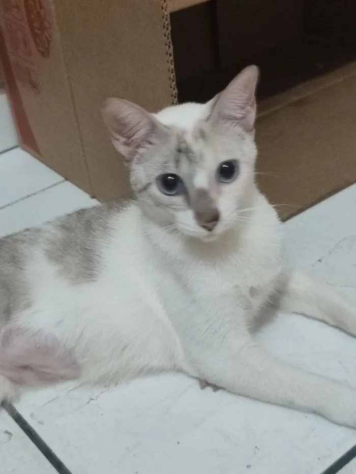 Gato raça SRD-ViraLata idade 1 ano nome Perola