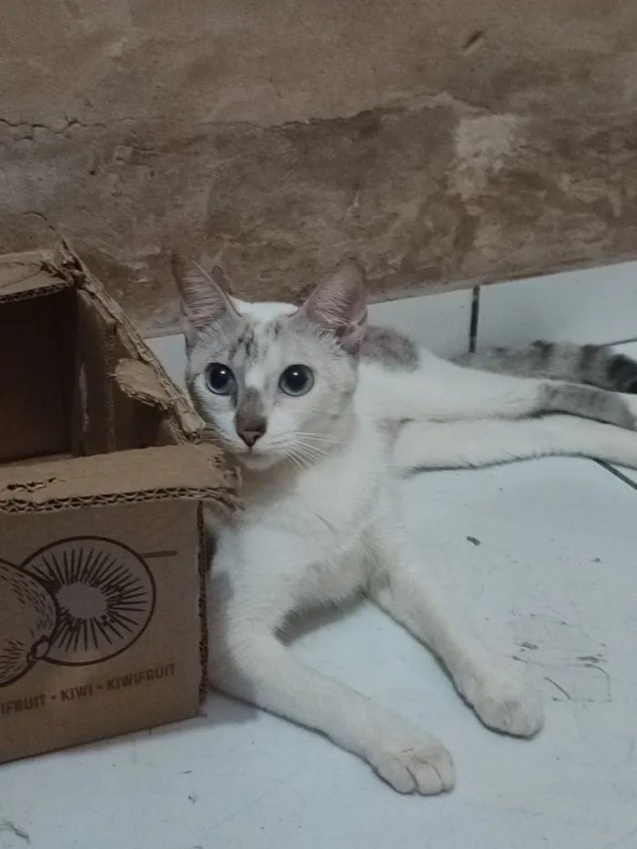 Gato raça SRD-ViraLata idade 1 ano nome Perola