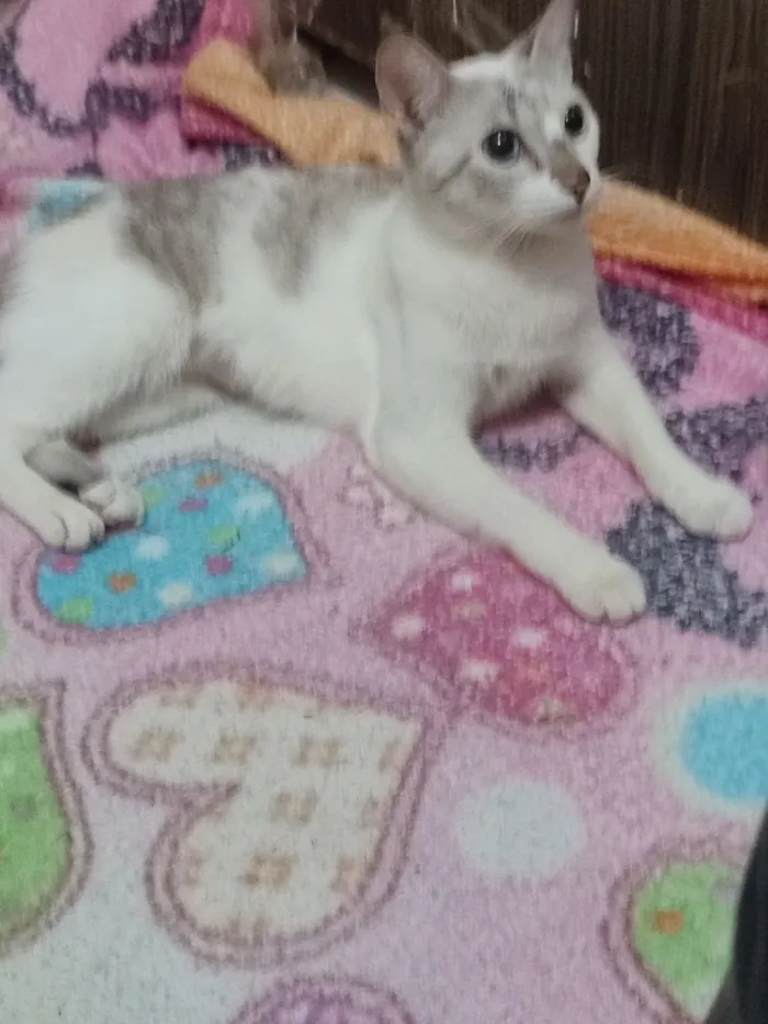 Gato raça SRD-ViraLata idade 1 ano nome Perola