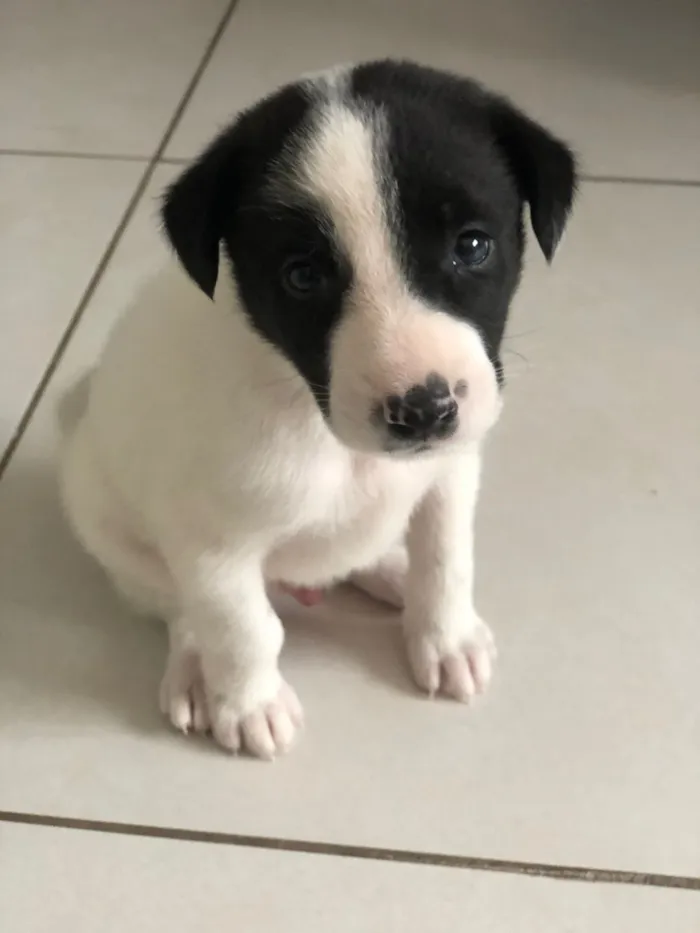Cachorro raça SRD-ViraLata idade Abaixo de 2 meses nome Nelsinho