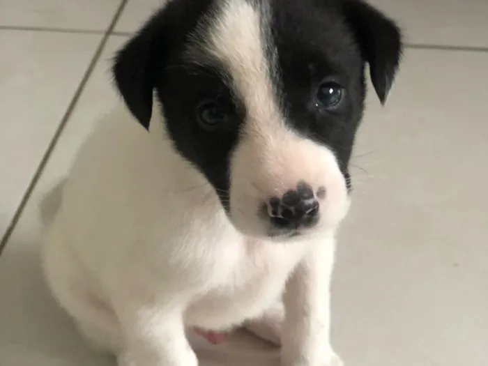 Cachorro raça SRD-ViraLata idade Abaixo de 2 meses nome Nelsinho