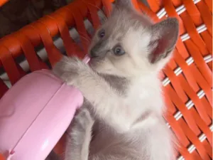 Gato raça Siamês idade 2 a 6 meses nome Encardida