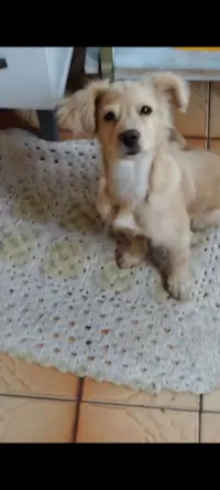 Cachorro raça SRD-ViraLata idade 7 a 11 meses nome Canjica 