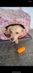 Cachorro raça SRD-ViraLata idade 7 a 11 meses nome Canjica 