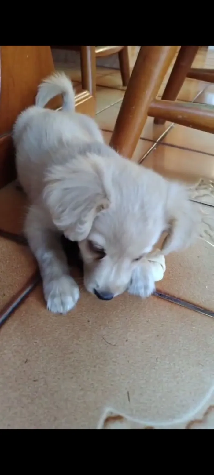 Cachorro raça SRD-ViraLata idade 7 a 11 meses nome Canjica 