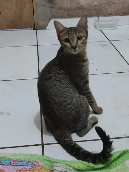 Gato raça SRD-ViraLata idade 1 ano nome Jade 
