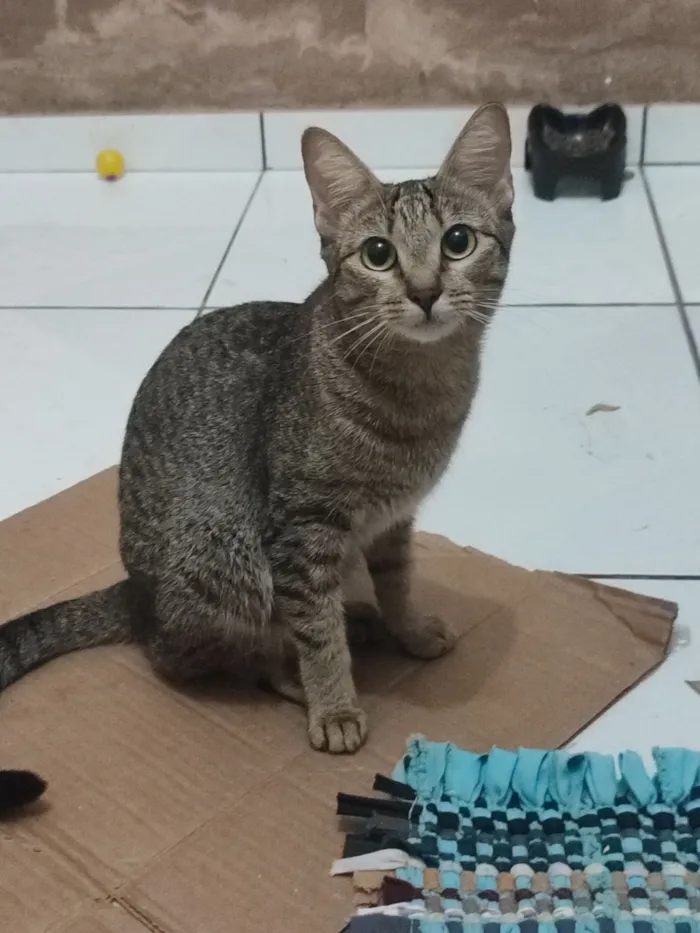 Gato raça SRD-ViraLata idade 1 ano nome Jade 