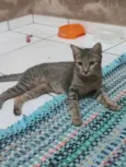 Gato raça SRD-ViraLata idade 1 ano nome Jade 
