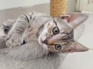 Gato raça SRD-ViraLata idade 2 a 6 meses nome Lulu