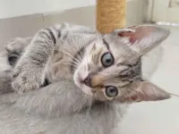 Gato raça SRD-ViraLata idade 2 a 6 meses nome Lulu