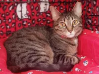 Gato raça SRD-ViraLata idade 3 anos nome Valentina