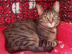 Gato raça SRD-ViraLata idade 3 anos nome Valentina