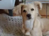 Cachorro raça SRD-ViraLata idade 7 a 11 meses nome Canjica 