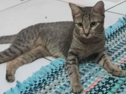 Gato raça SRD-ViraLata idade 1 ano nome Jade 