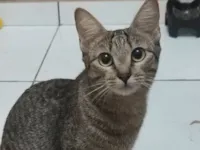 Gato raça SRD-ViraLata idade 1 ano nome Jade 