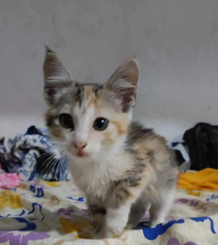 Gato raça SRD-ViraLata idade Abaixo de 2 meses nome Mel