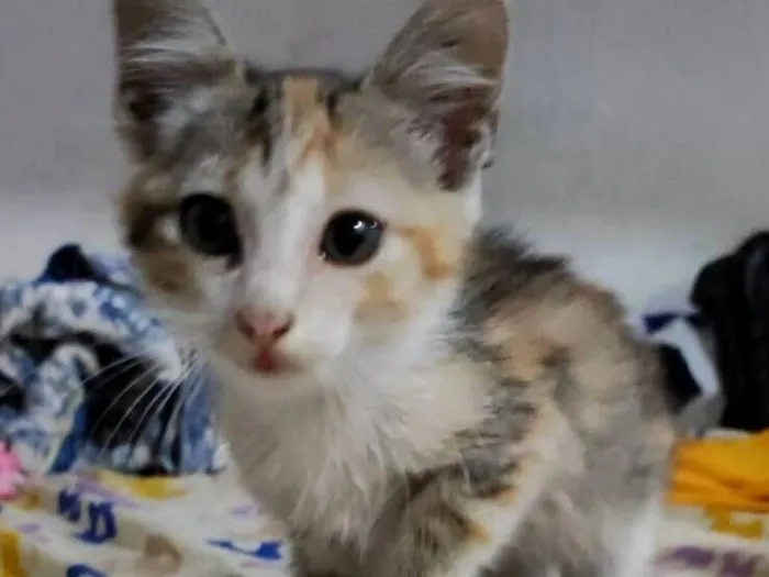 Gato raça SRD-ViraLata idade Abaixo de 2 meses nome Mel