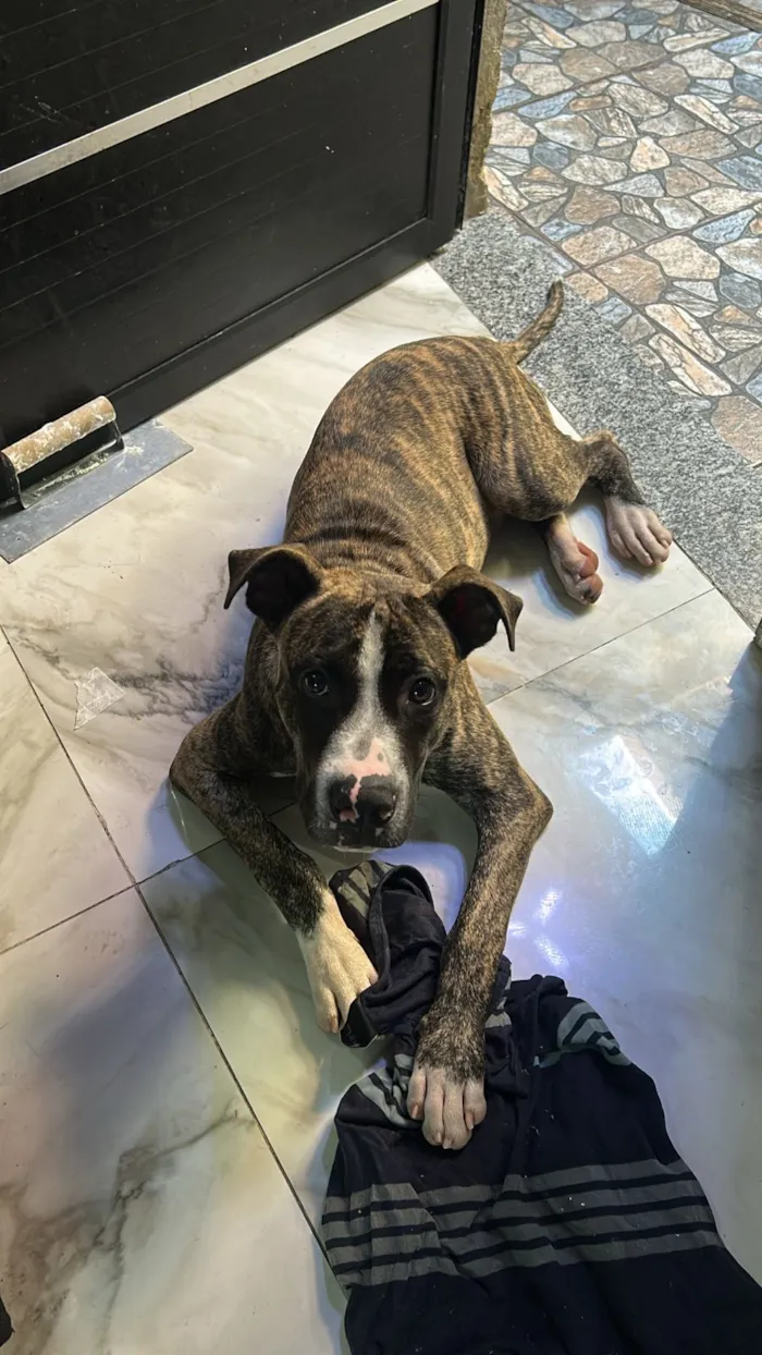 Cachorro raça Pit-Bull idade 2 a 6 meses nome Zeus 