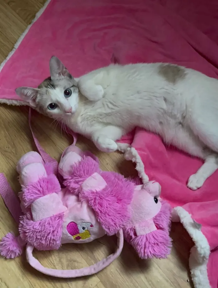 Gato raça SRD-ViraLata idade 2 anos nome Mel