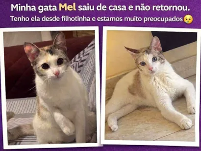Gato raça SRD-ViraLata idade 2 anos nome Mel