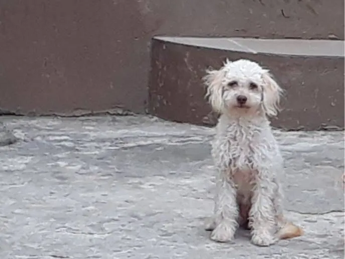 Cachorro raça Poodle idade 1 ano nome Belinha 