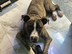 Cachorro raça Pit-Bull idade 2 a 6 meses nome Zeus 